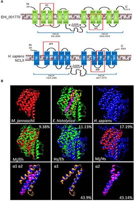 A Calcium/Cation Exchanger Participates in the Programmed Cell Death and in vitro Virulence of Entamoeba histolytica